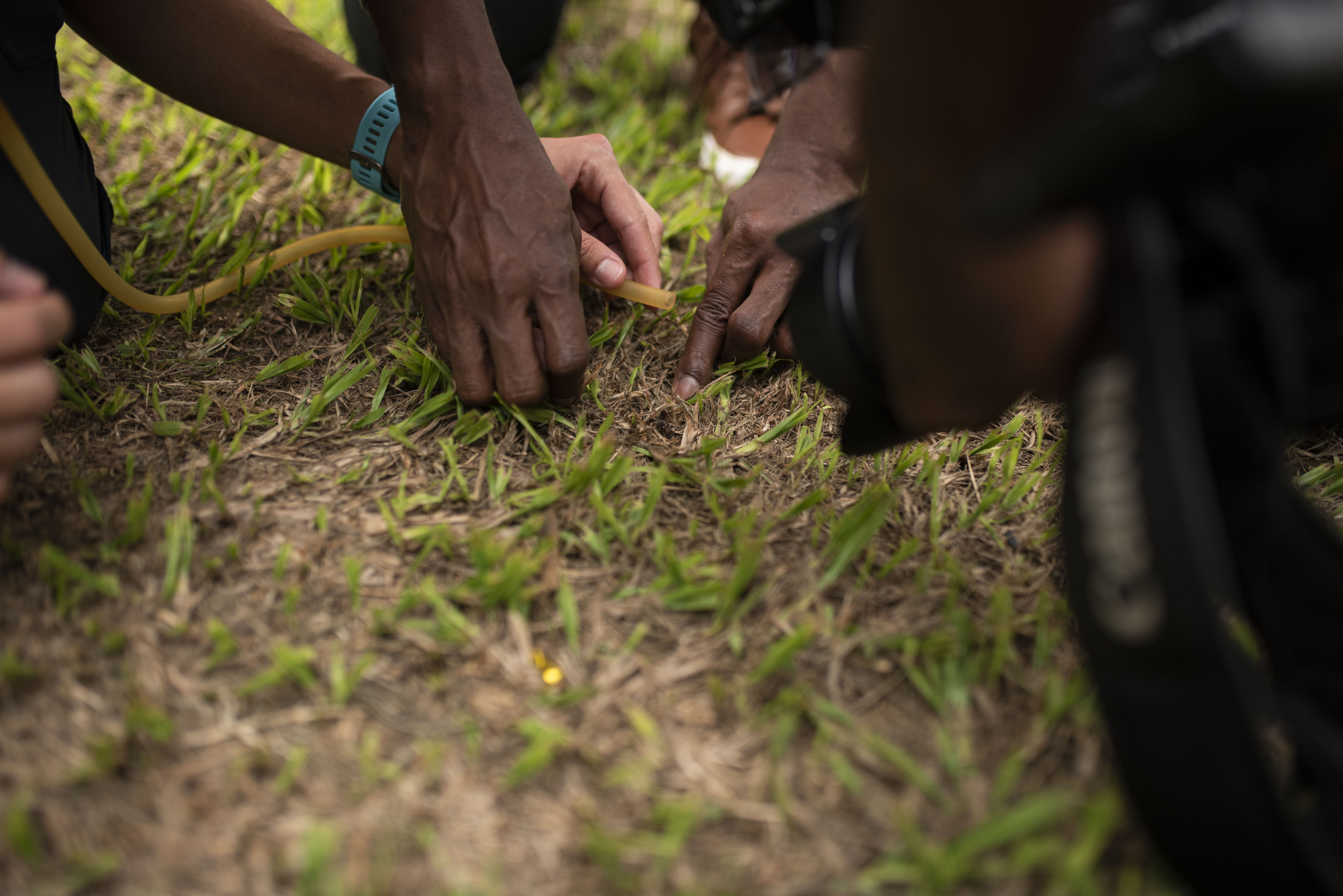 Hands placing pitfall trap in soil
