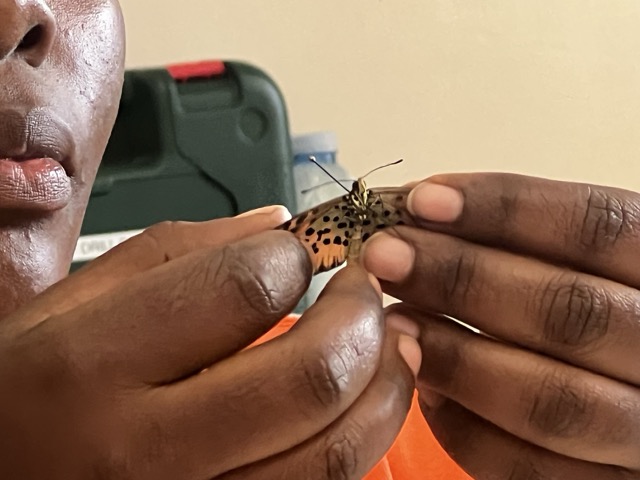 Pioneer examining butterfly specimen